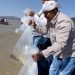 Pescado blanco en vías de obtener protección de indicación geográfica: ICTI