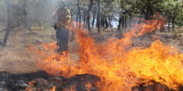 Extinguidos 7 incendios forestales: Cofom