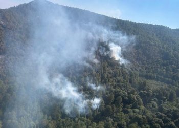 Atendido incendio forestal en zona del bosque de la Mariposa Monarca: Cofom
