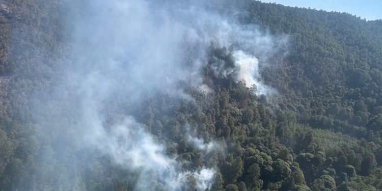 Atendido incendio forestal en zona del bosque de la Mariposa Monarca: Cofom