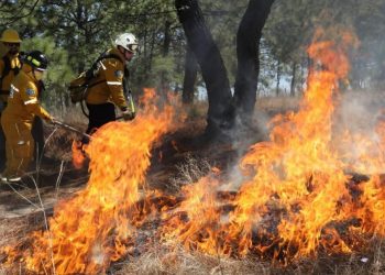 Brigadas forestales apagan 7 incendios: Cofom