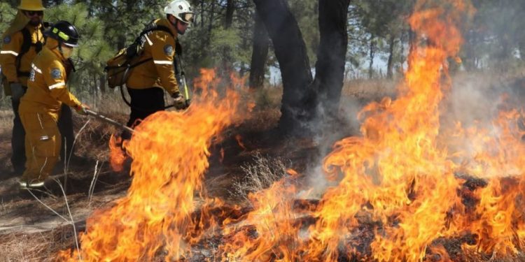 Brigadas forestales apagan 7 incendios: Cofom