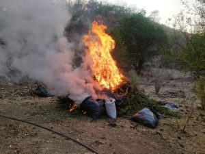 Asegurados 100 kg de Marihuana en Aguililla-Morelia Informativo2