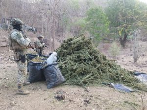 Asegurados 100 kg de Marihuana en Aguililla-Morelia Informativo1