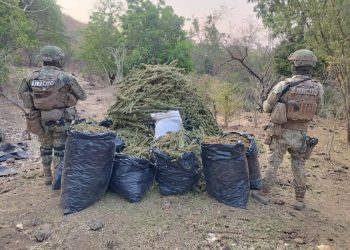 Asegurados 100 kg de Marihuana en Aguililla-Morelia Informativo