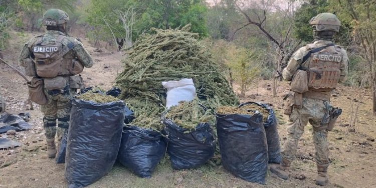 Asegurados 100 kg de Marihuana en Aguililla-Morelia Informativo