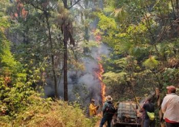 Brigadas de Cofom atienden incendio forestal-Morelia Informativo
