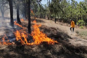 Brigadistas forestales apagan cuatro incendios forestales: Cofom-Morelia Informativo1