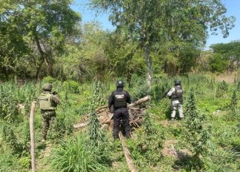 SSP y defensa destruye plantío de Marihuana-Morelia Informativo