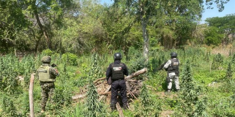 SSP y defensa destruye plantío de Marihuana-Morelia Informativo