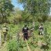 SSP y defensa destruye plantío de Marihuana-Morelia Informativo