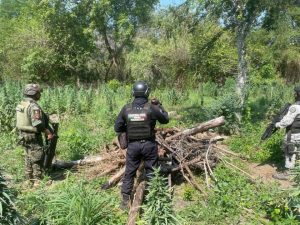 SSP y defensa destruye plantío de Marihuana-Morelia Informativo2