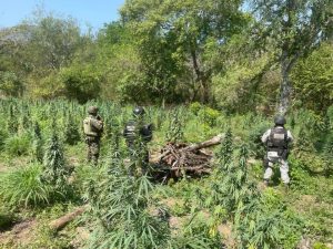 SSP y defensa destruye plantío de Marihuana-Morelia Informativo1