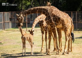 ¡Ya puedes visitar a la bebé jirafa del Zoológico de Morelia!