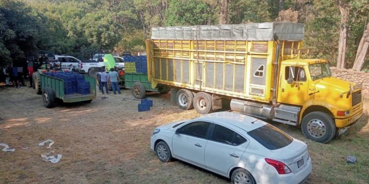 SSP y Defensa detienen a 14 presuntos implicados en robo de 160 cajas de aguacate