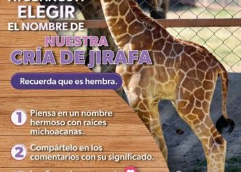 ¡Es momento de dejar tu huella! Ponle nombre a la nueva jirafita del Zoológico de Morelia
