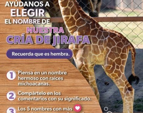 ¡Es momento de dejar tu huella! Ponle nombre a la nueva jirafita del Zoológico de Morelia