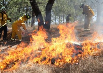 Guardián Forestal alerta a tiempo para el control eficaz de incendios: Secma-Morelia Informativo
