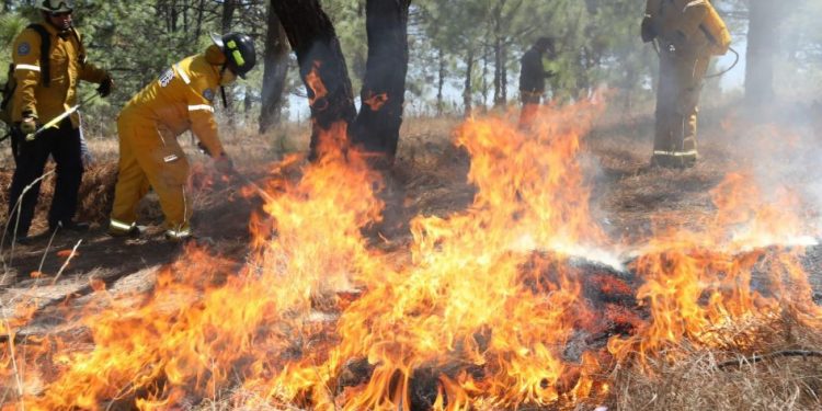 Guardián Forestal alerta a tiempo para el control eficaz de incendios: Secma-Morelia Informativo