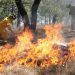 Guardián Forestal alerta a tiempo para el control eficaz de incendios: Secma-Morelia Informativo