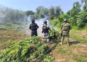 Tras operativo, SSP incinera en Parácuaro plantío con 9 mil plantas de marihuana