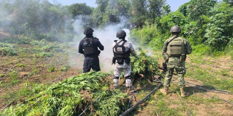Tras operativo, SSP incinera en Parácuaro plantío con 9 mil plantas de marihuana