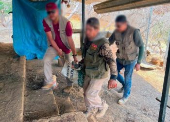 Apoya Zoológico de Morelia con traslado y resguardo de venados decomisados