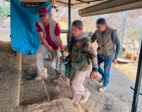 Apoya Zoológico de Morelia con traslado y resguardo de venados decomisados