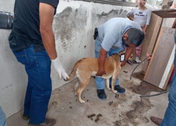 En Morelia, rescata Fiscalía General a dos perros en condiciones de maltrato animal