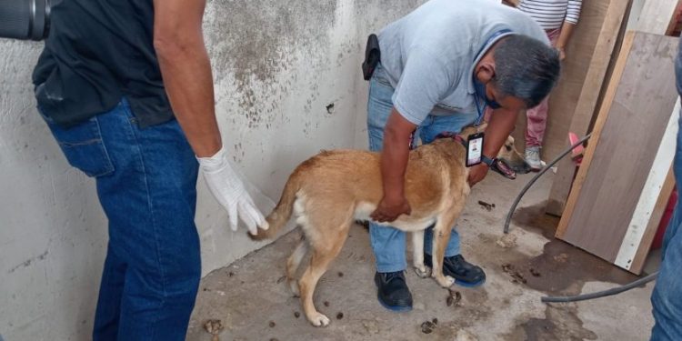 En Morelia, rescata Fiscalía General a dos perros en condiciones de maltrato animal