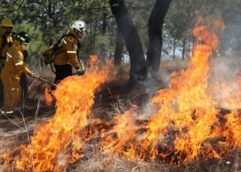 Brigadas forestales liquidan 8 incendios: Cofom