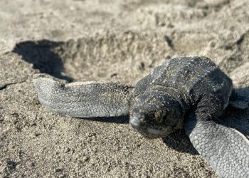 Playas michoacanas ven nacer 5 millones de crías de tortugas marinas: Compesca