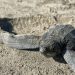 Playas michoacanas ven nacer 5 millones de crías de tortugas marinas: Compesca