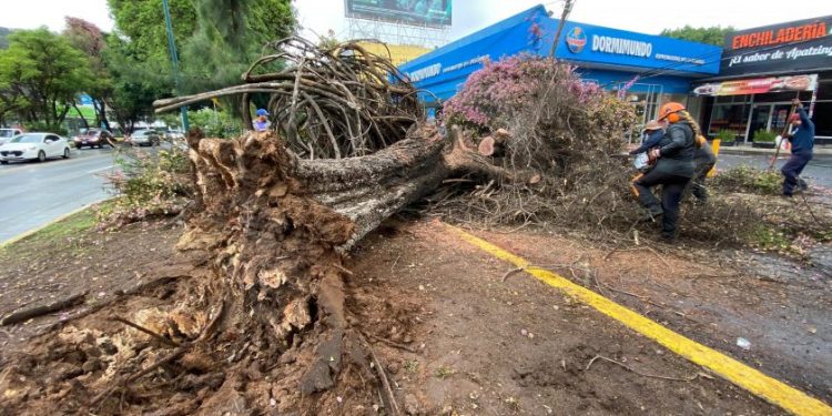 Gobierno de Morelia retira 2 frondosos árboles caídos por las lluvias