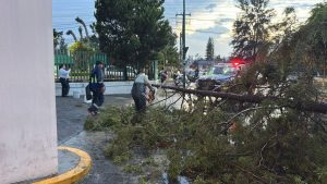 Retiro de árboles por lluvias-Morelia Informativo1