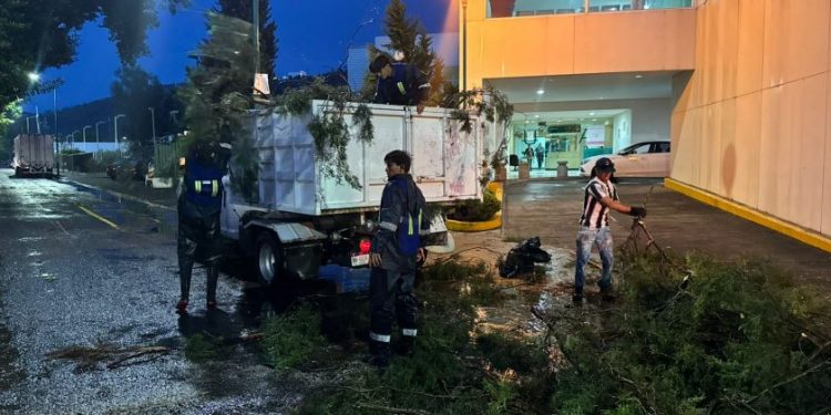 Retiro de árboles por lluvias-Morelia Informativo