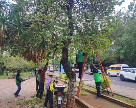 Cuidado de espacios verdes: Ayuntamiento de Morelia-Morelia Informativo