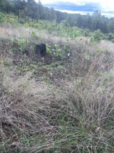 Predio asegurado en Erongarícuaro: FGE-Morelia Informativo2