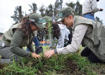 Restauración de suelos forestales: Cofom-Morelia Informativo