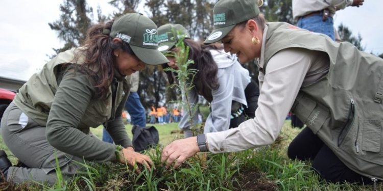 Restauración de suelos forestales: Cofom-Morelia Informativo