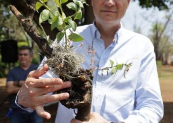 Arranca Alfonso Martínez 2da Etapa de recuperación de árboles