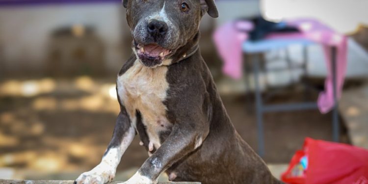 Invita Gobierno de Morelia a feria de adopción