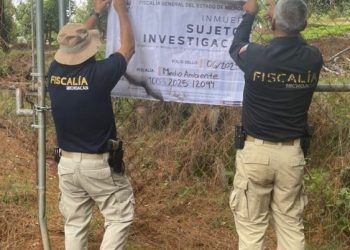 Cumplimenta FGE cateo en predio relacionado con tala y cultivo ilegal de aguacate en Morelia