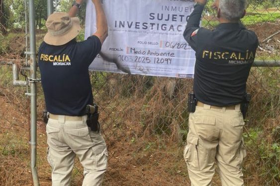Cumplimenta FGE cateo en predio relacionado con tala y cultivo ilegal de aguacate en Morelia