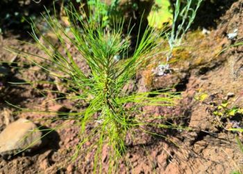 Pulmón de Michoacán crece, 7 de cada 10 árboles reforestados sobreviven: Cofom