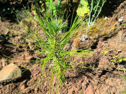 Pulmón de Michoacán crece, 7 de cada 10 árboles reforestados sobreviven: Cofom