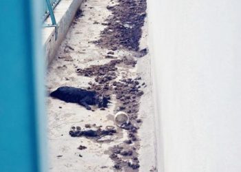 En cateo, rescata FGE a 11 ejemplares caninos víctimas de maltrato animal