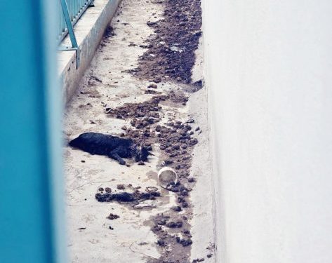 En cateo, rescata FGE a 11 ejemplares caninos víctimas de maltrato animal