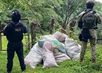 Localizados 16 costales de marihuana en Tuzantla: SSP