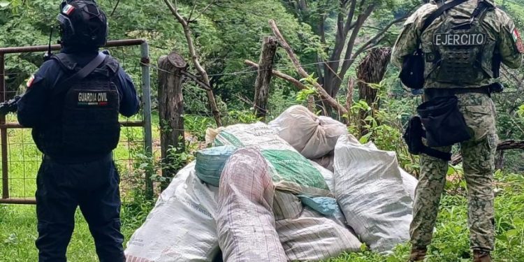 Localizados 16 costales de marihuana en Tuzantla: SSP